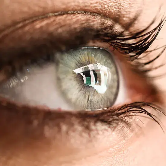 cornea